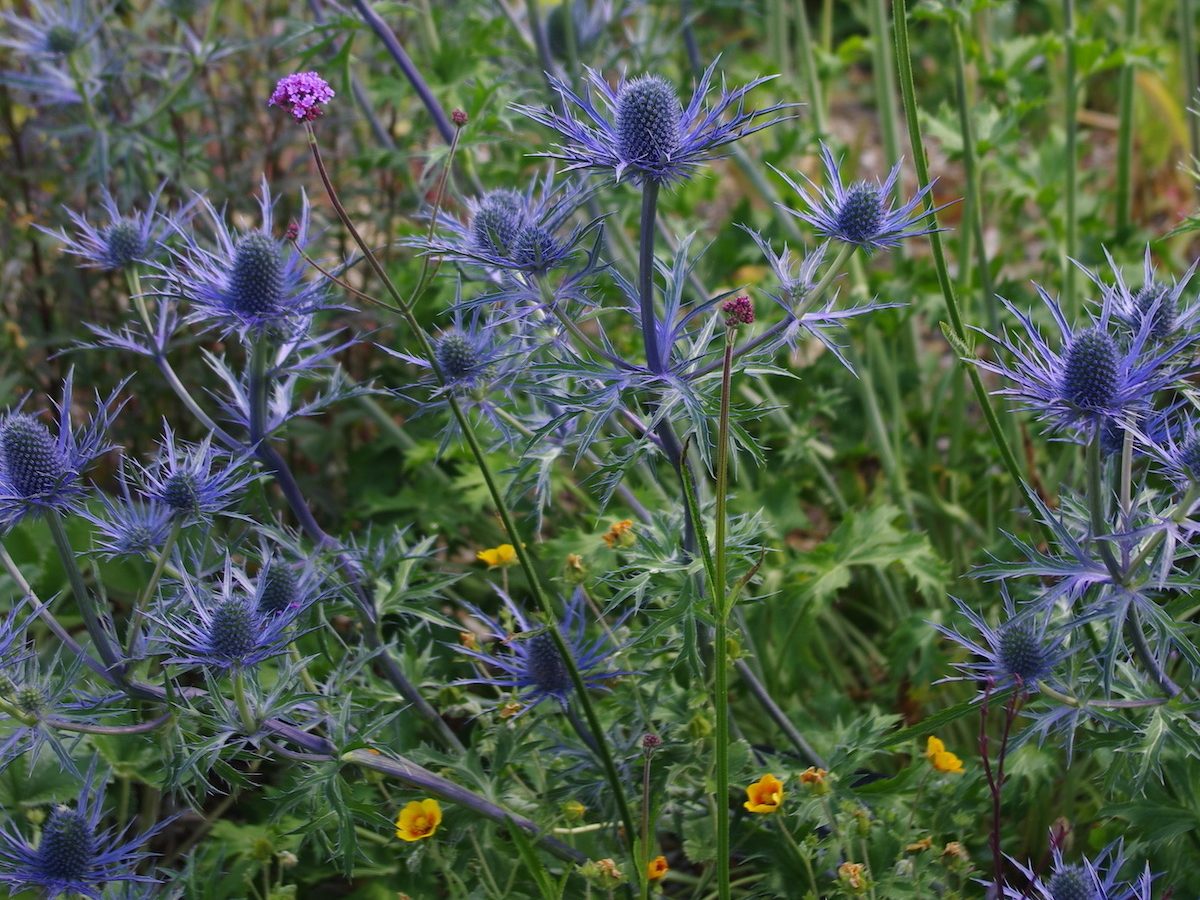 Eryngium (sea holly) in a garden