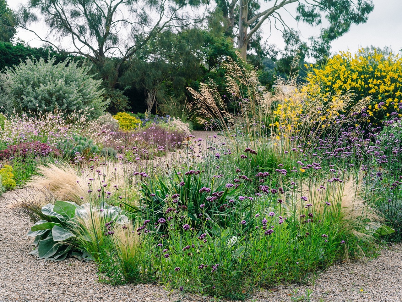 Beth Chatto's gravel garden in August 