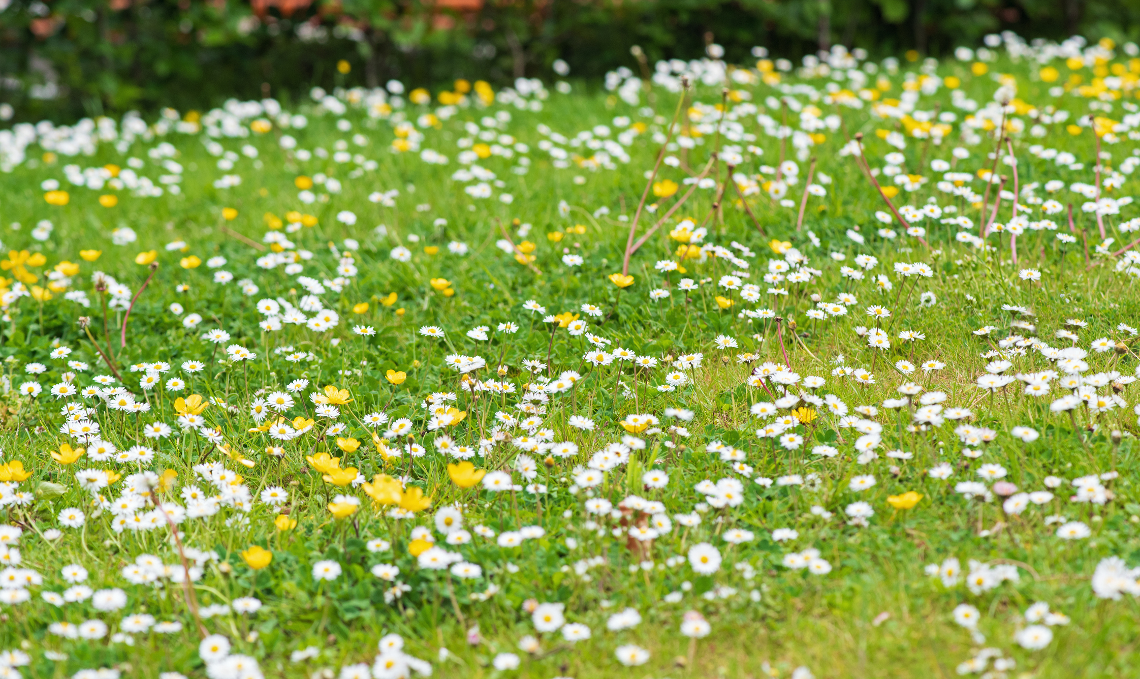 Wildflower lawn