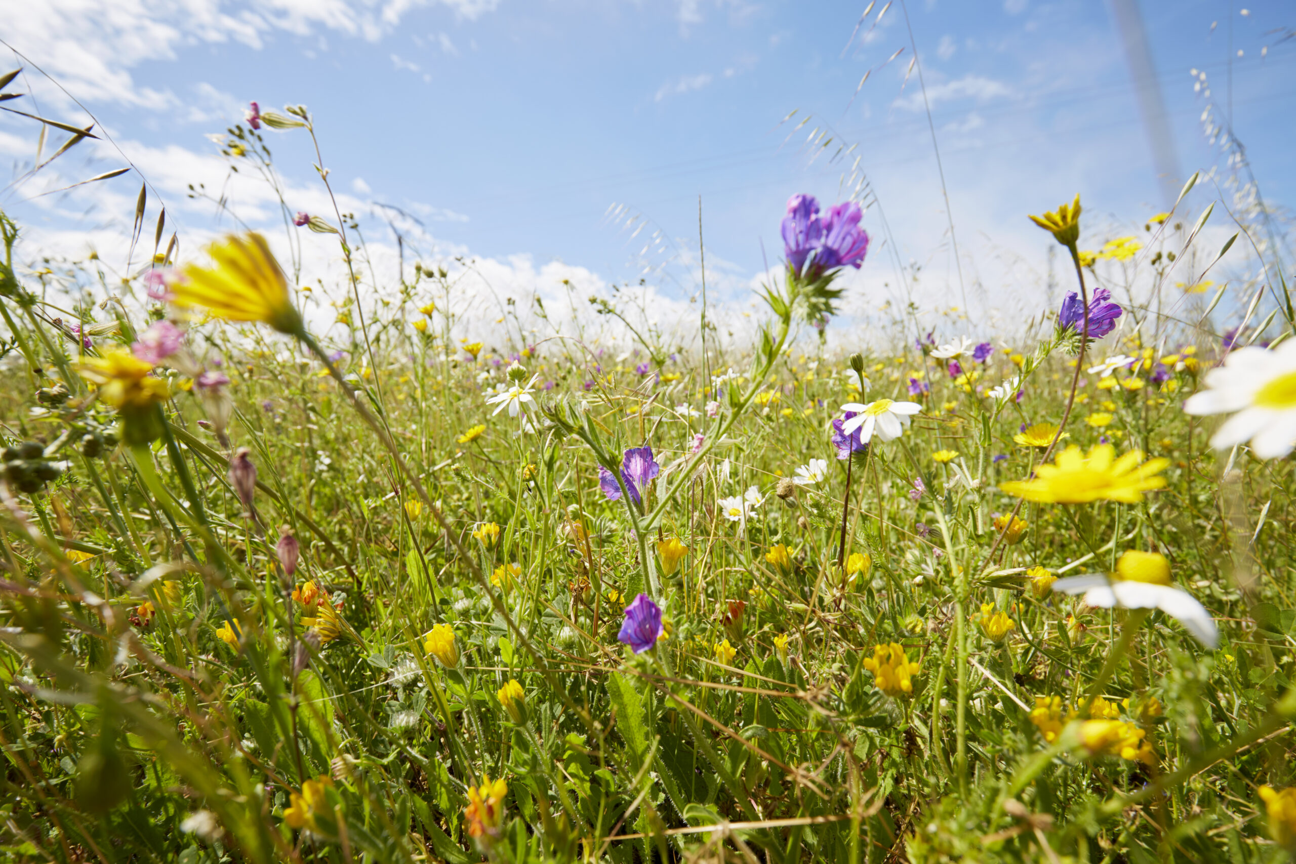 Wild flower meadow against sky in summer