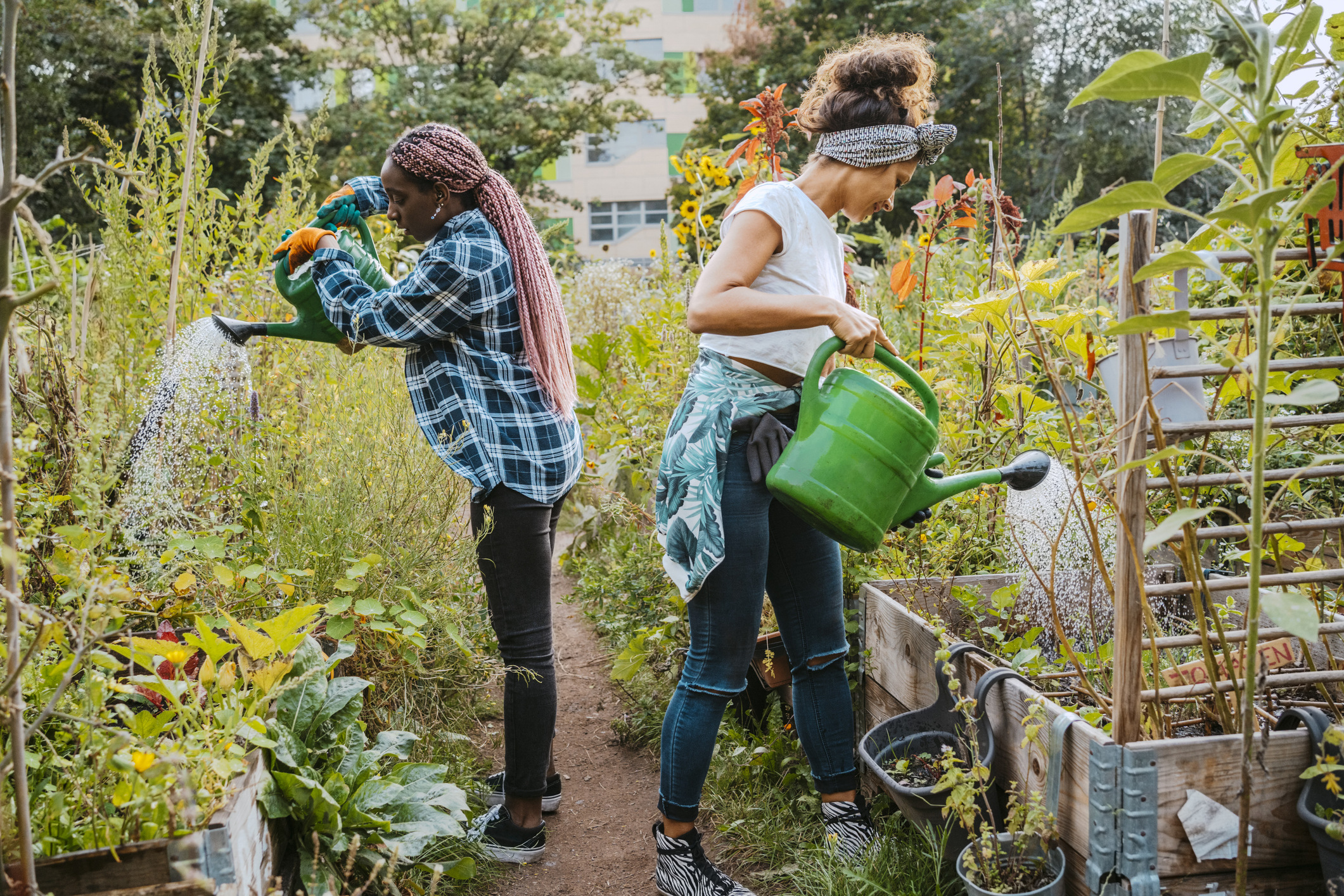 Two women watering using watering cans on an allotment