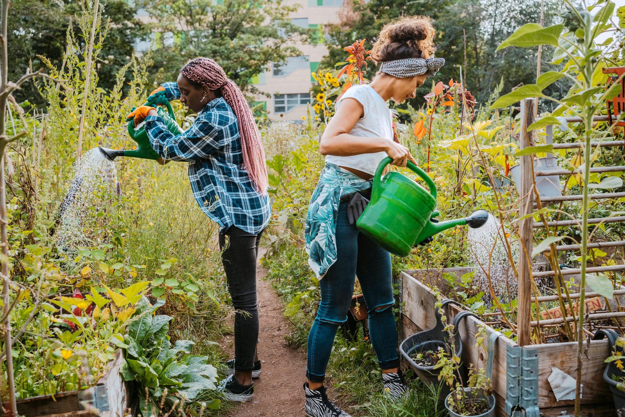 Two women watering using watering cans on an allotment