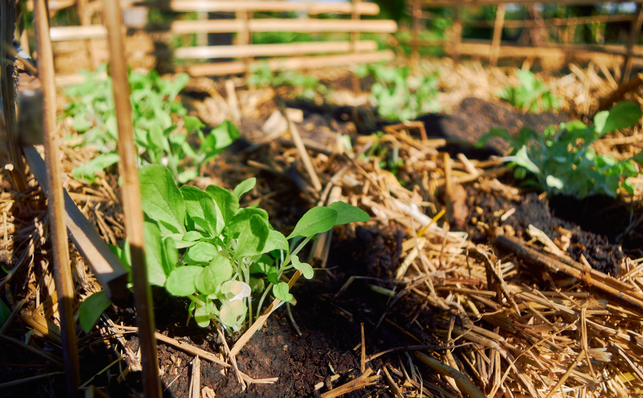 Small plants with soil around them covered in hay