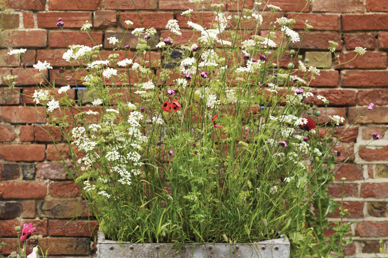 A plant combination in a metal container