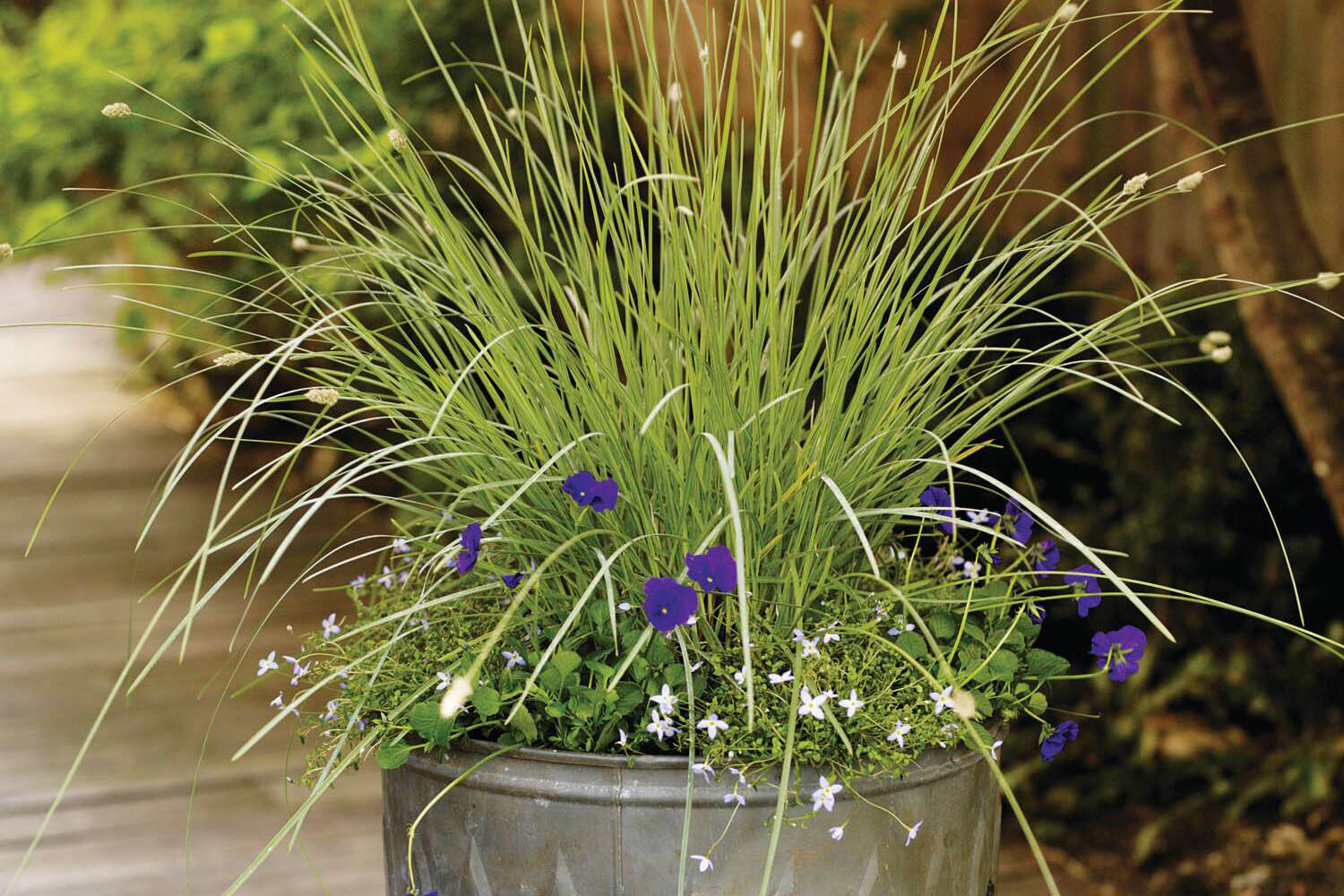 A planting combination in a metal tub