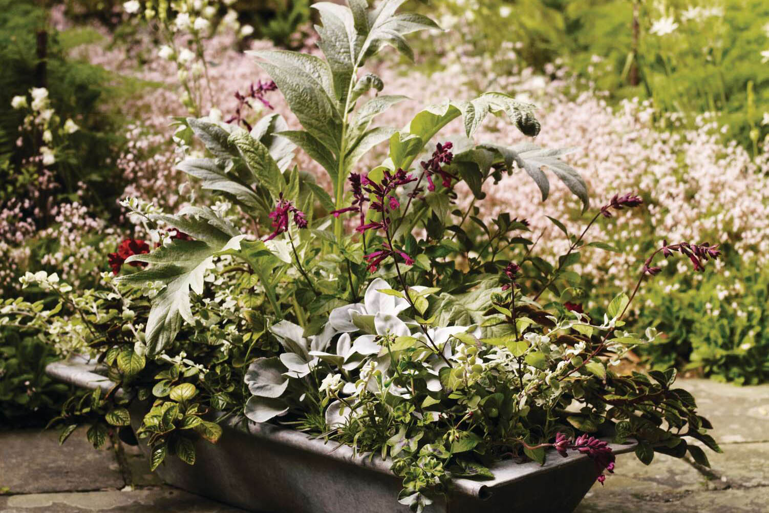 A planting combination in a rectangular container