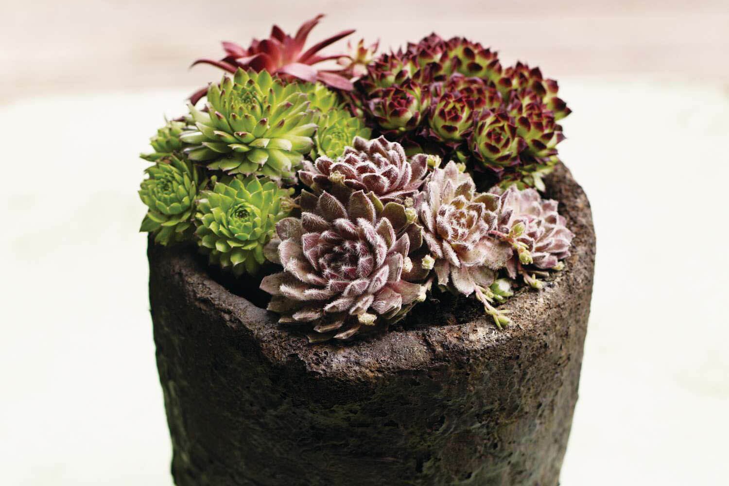 A succulent combination in a small pot