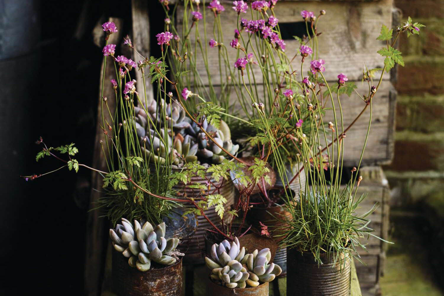 Flowering plants in a selection of rusty metal tins