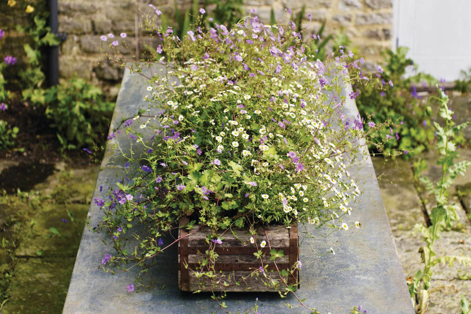 A selection of flowering plants in a wooden trough