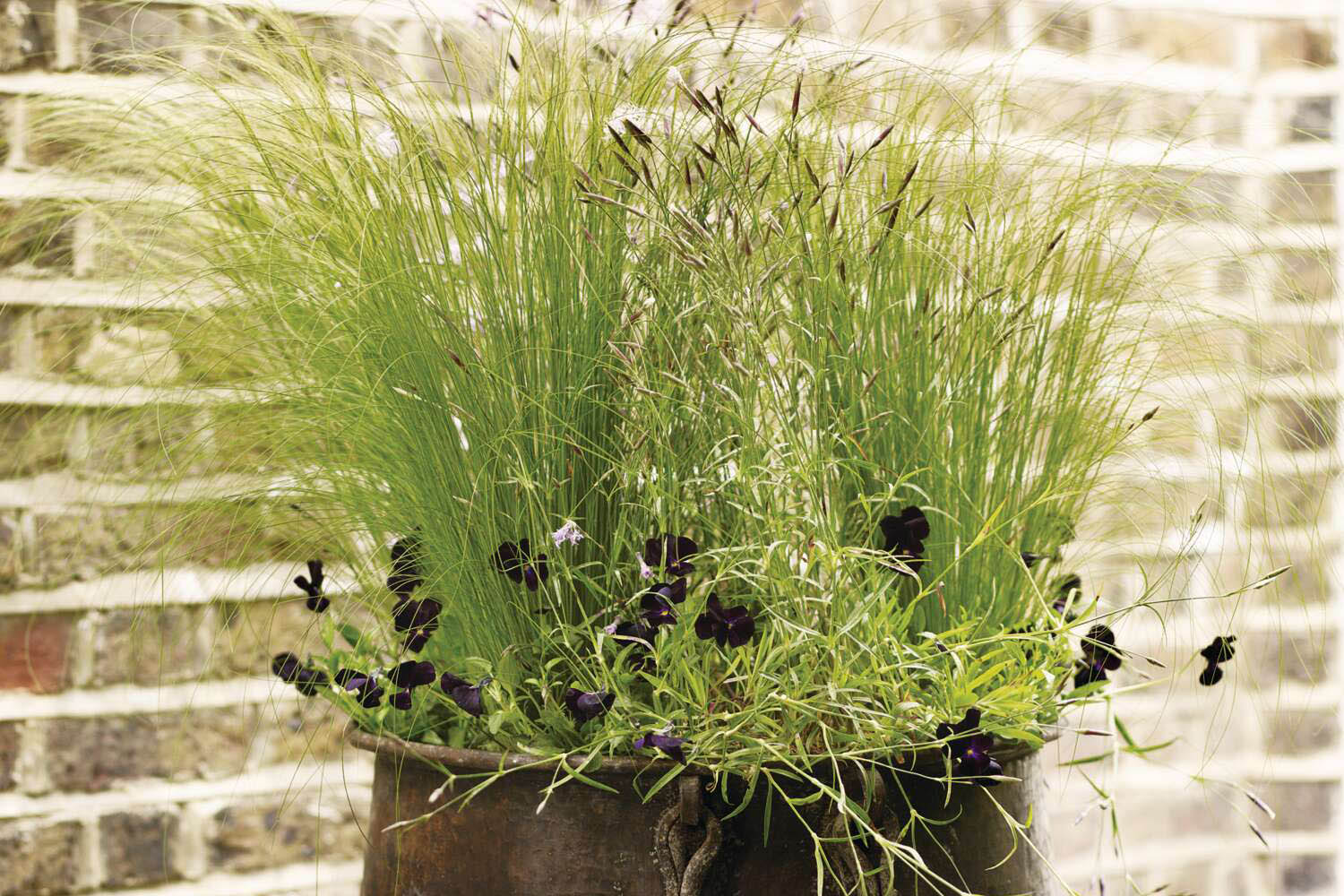 A combination of flowering plants and grasses in a metal container