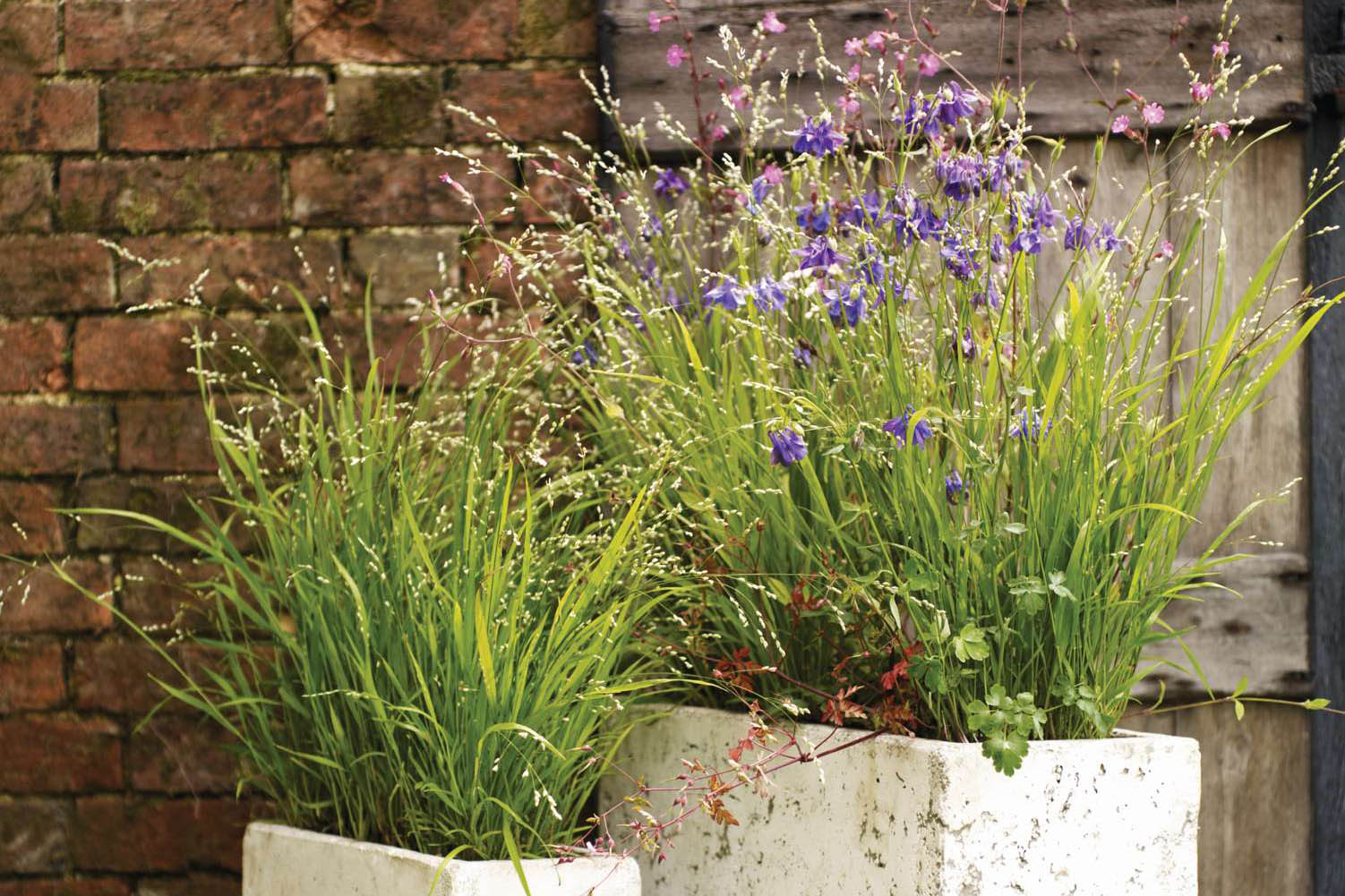 A combination of plants in two troughs