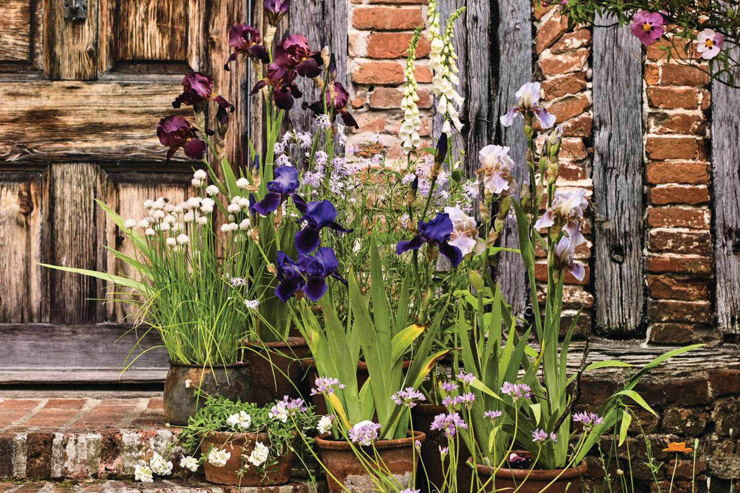 A selection of terracotta pots planted for spring
