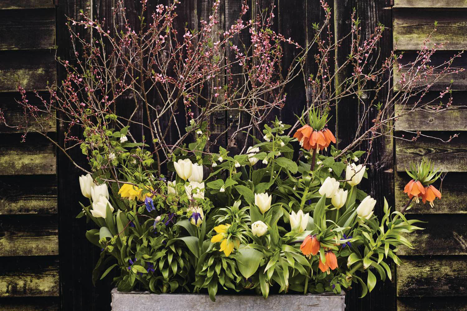Spring flowers in a metal container
