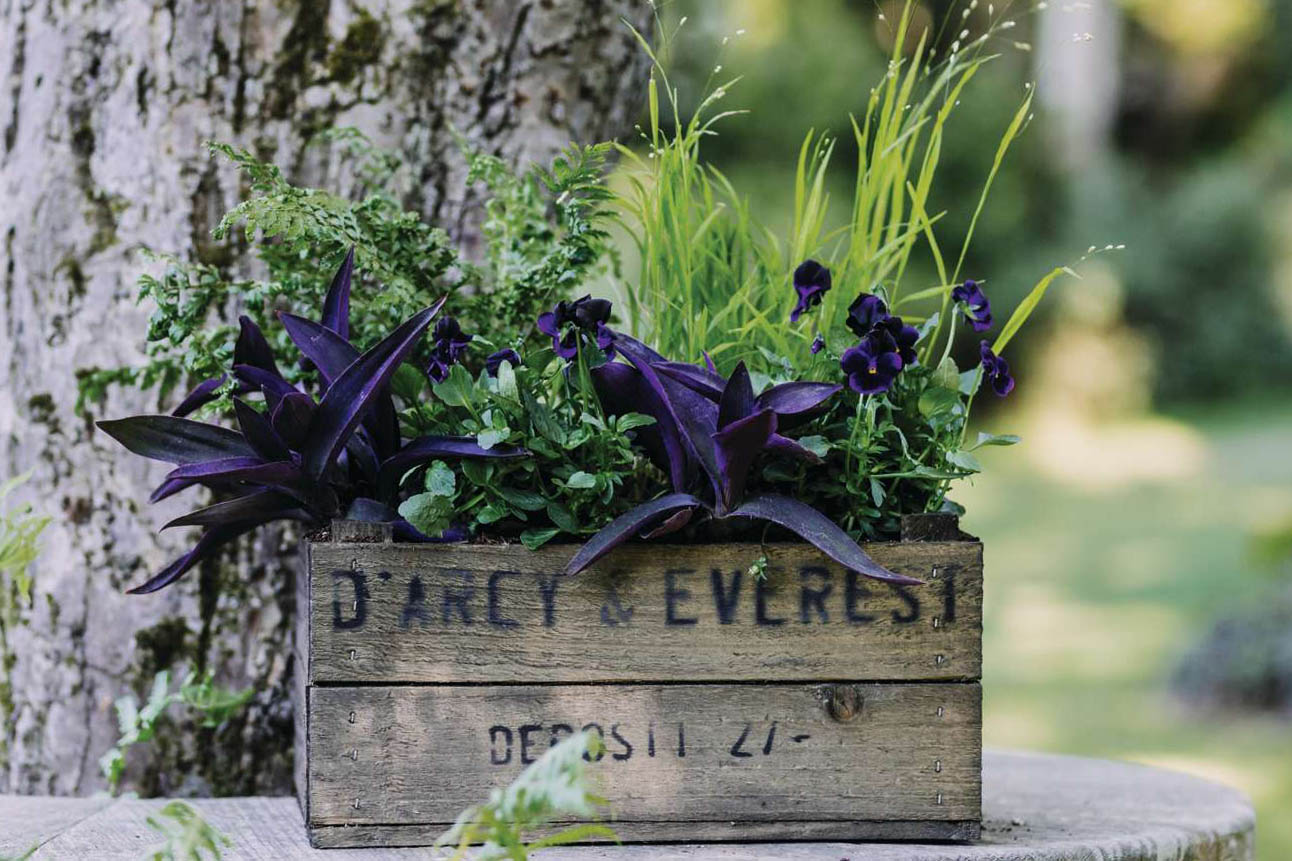 A plant combination in a wooden crate