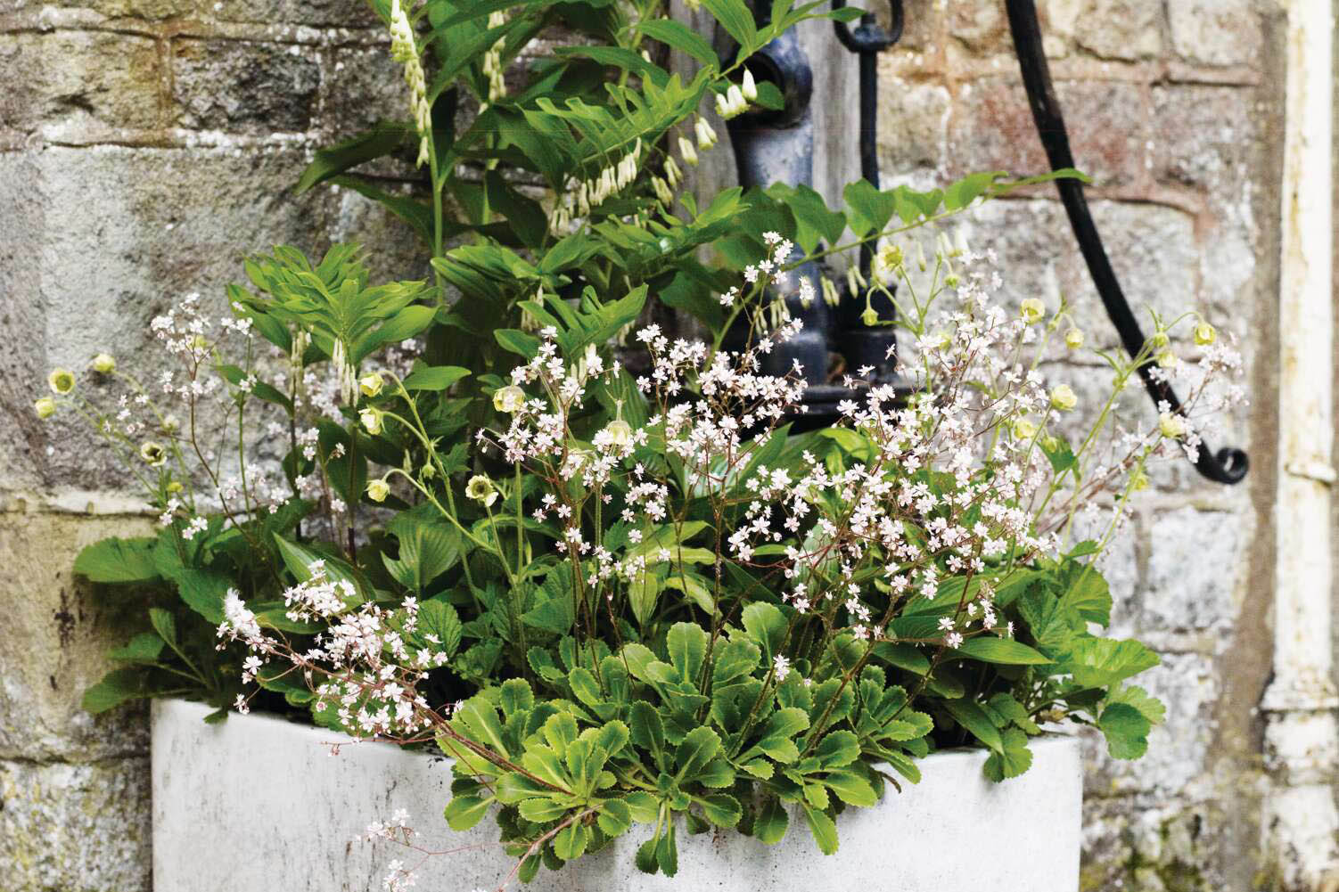 A planting combination in a large trough