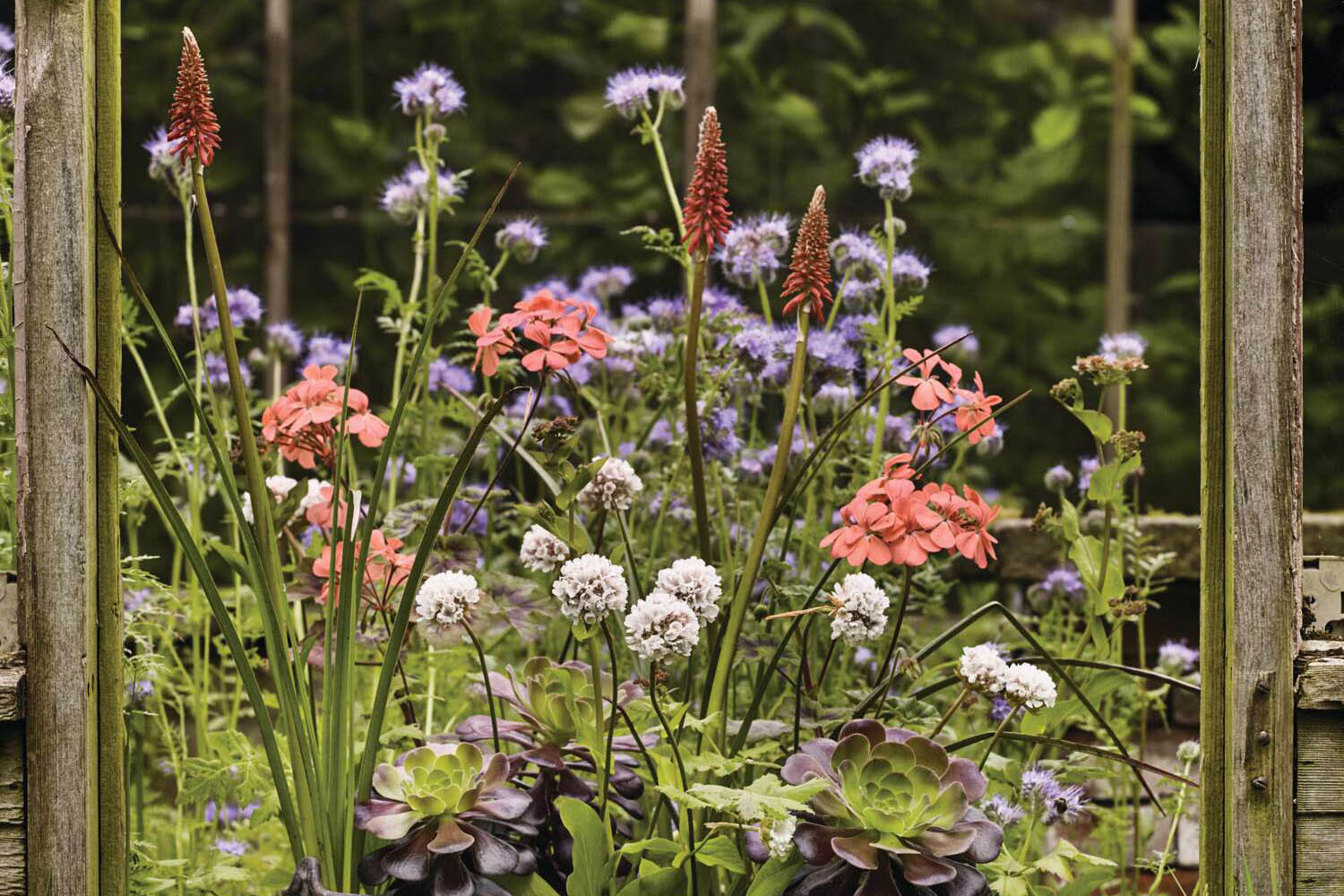 A selection of flowering plants in small pots
