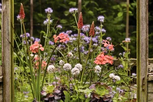 A selection of flowering plants in small pots A selection of flowering plants in small pots