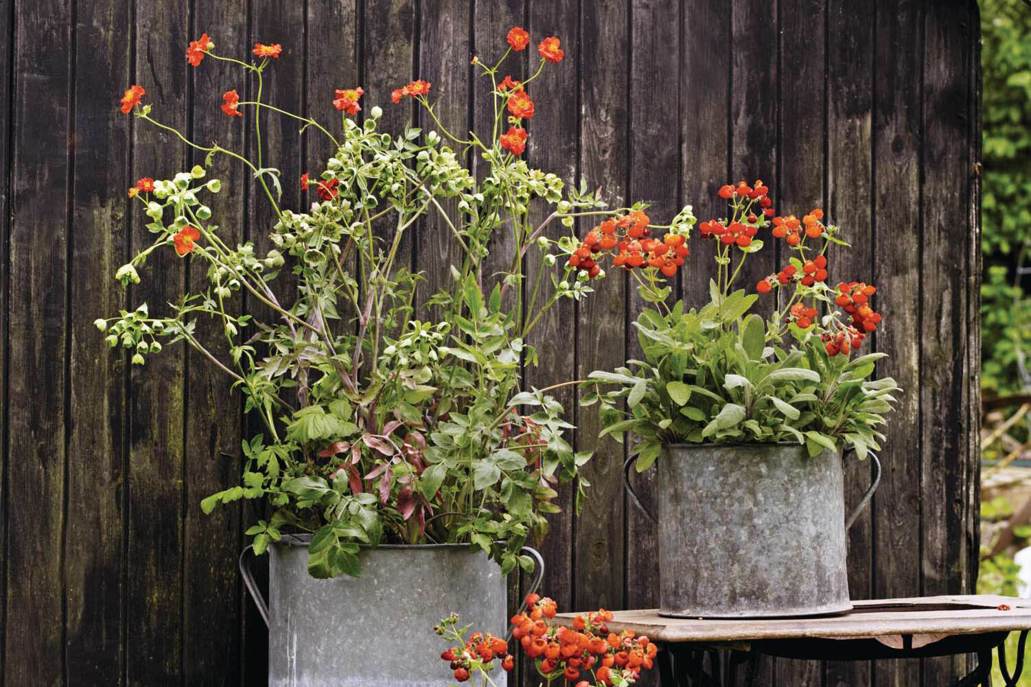 Vibrant planting in metal containers