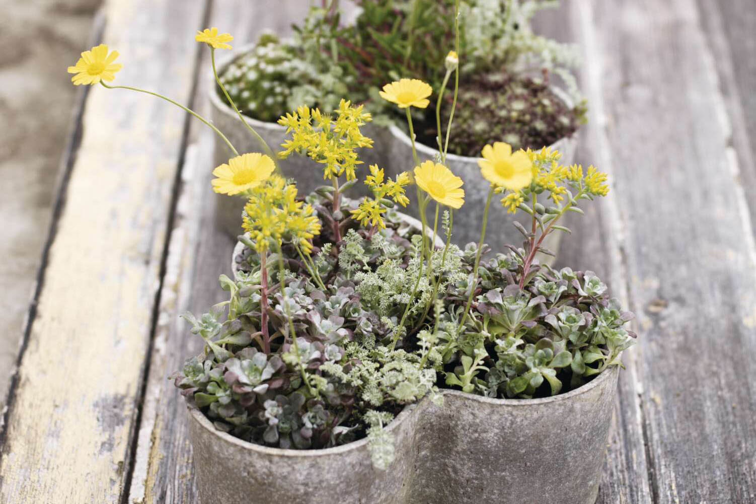 A planting combination in two metal containers
