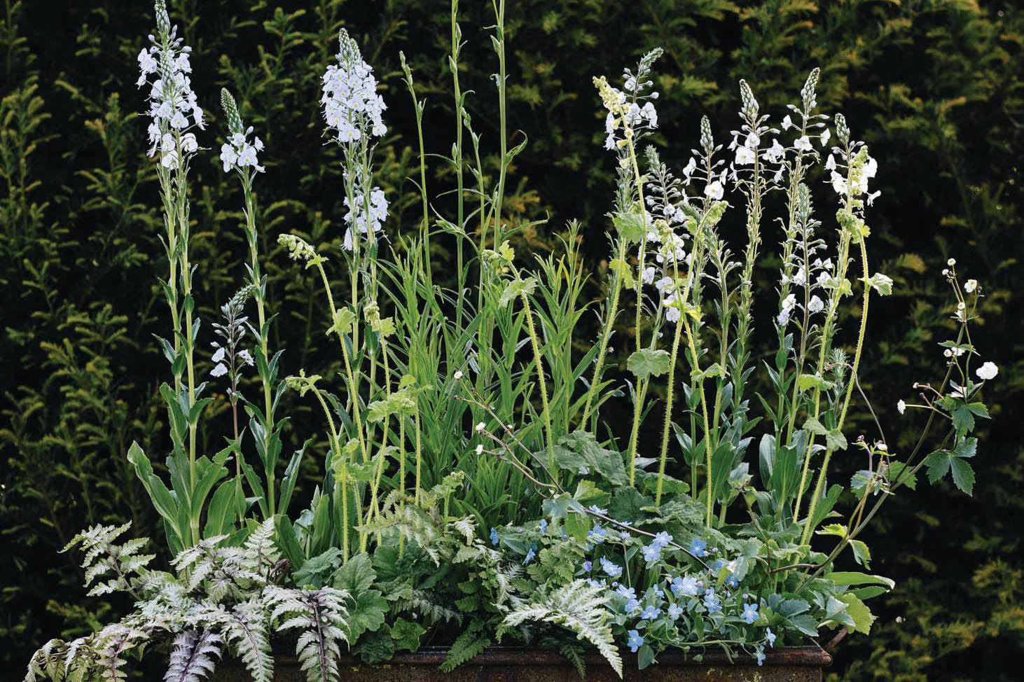 A tall planting combination in a container