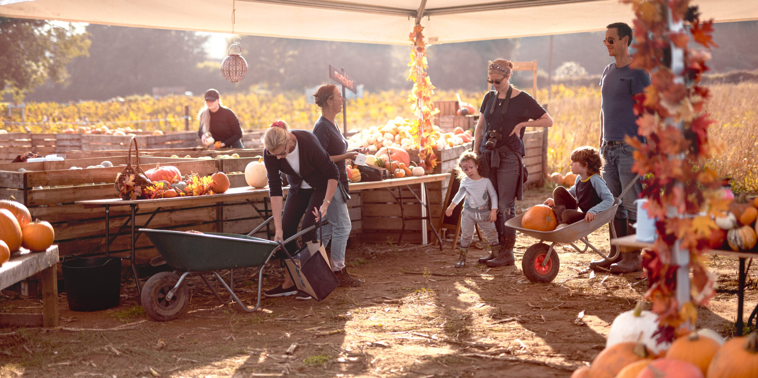 Pumpkin patch at Rogate