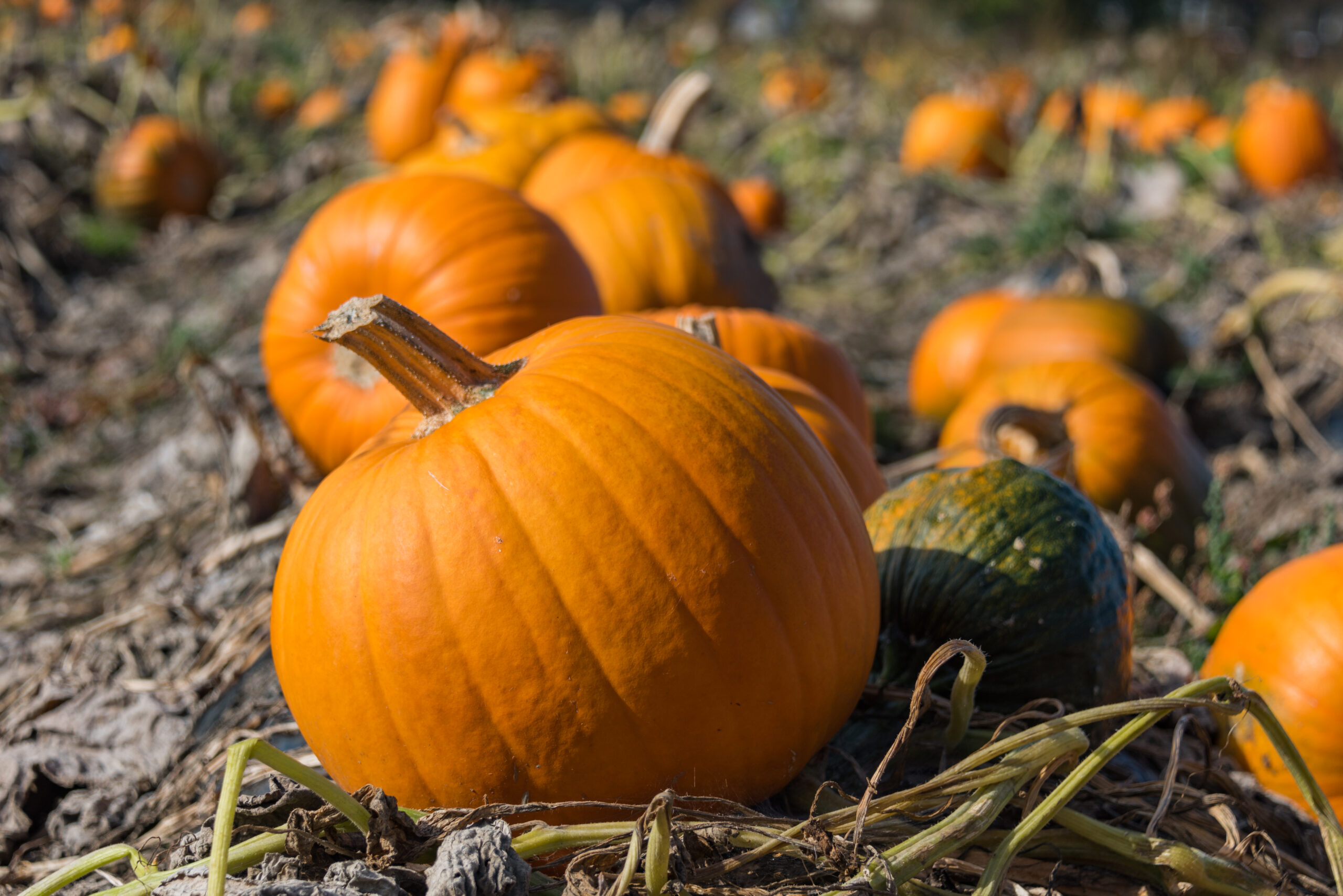 Pumpkins ready for picking  