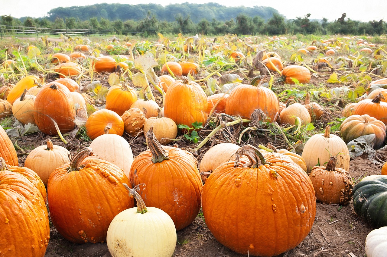 Field of pumpkins