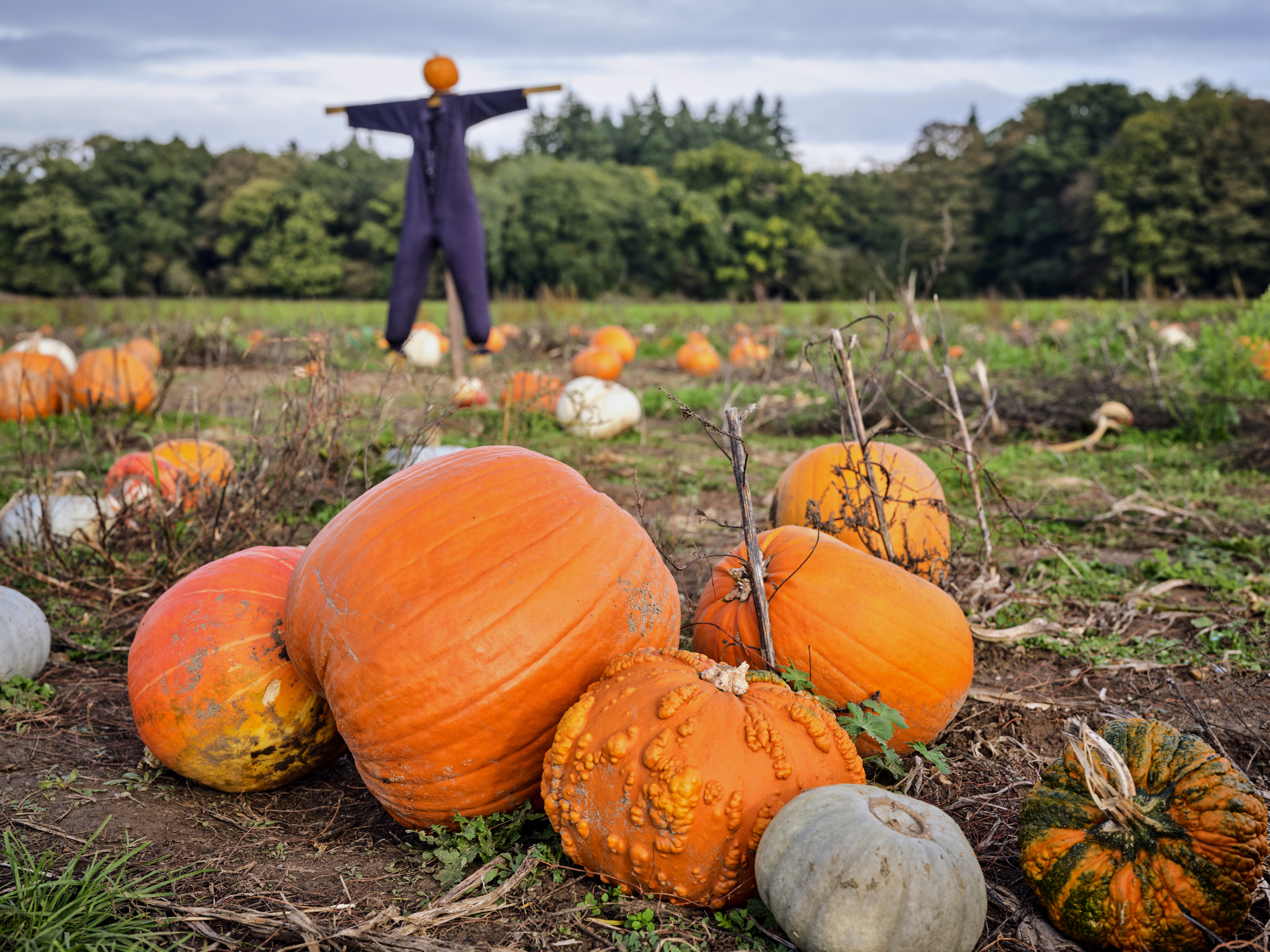 A pumpkin patch with a scarecrow