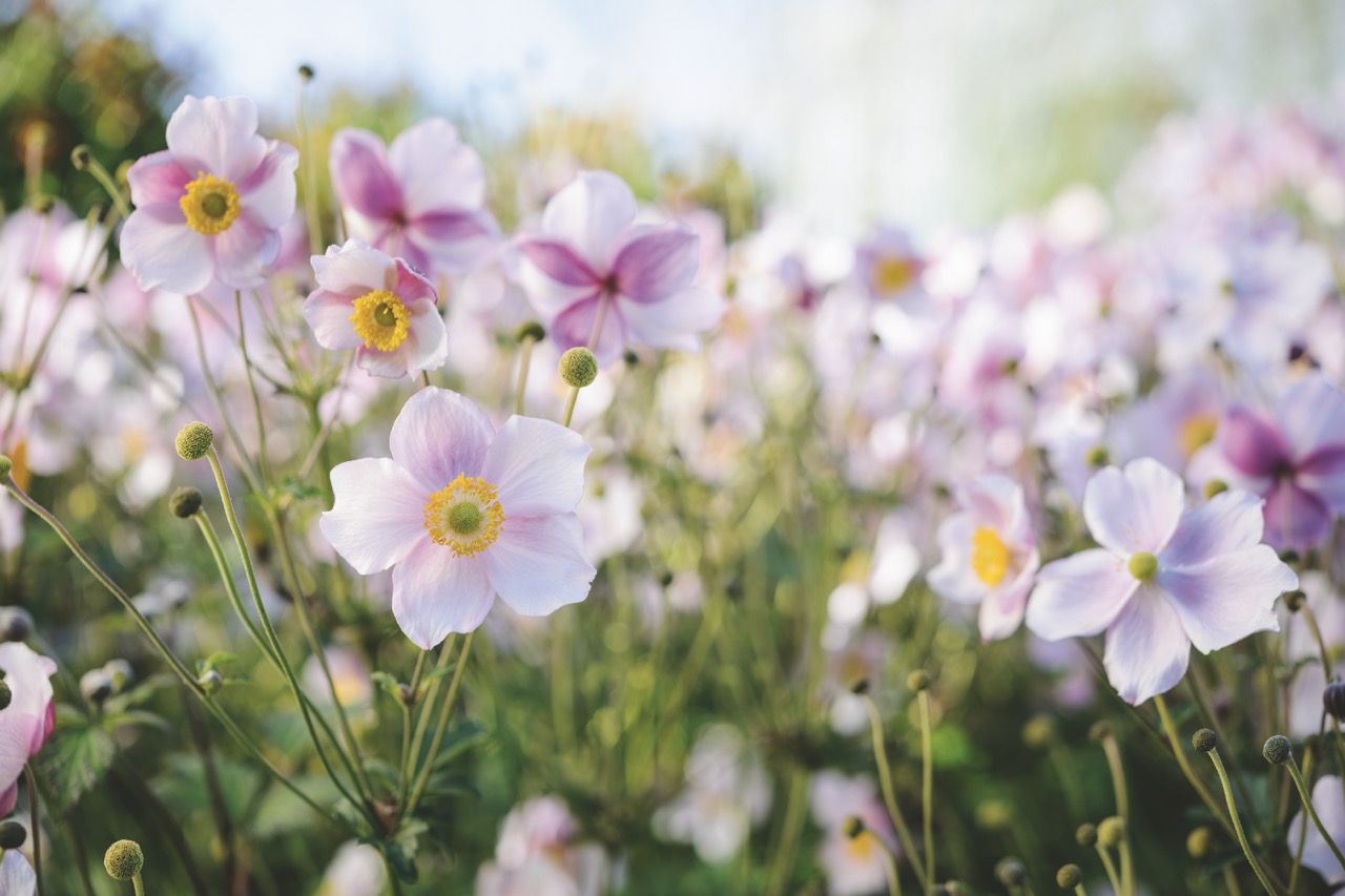 Pink flowers in Piet Oudolf Garden - Hauser & Wirth, Bruton, Somerset