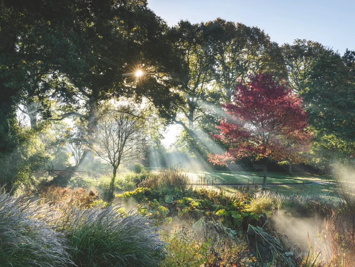 © Jason Ingram / RHS Rosemoor - View from the Lake with Liquidambar styraciflua 'Worplesdon' © Jason Ingram / View of RHS Rosemoor - View from the Lake with Liquidambar styraciflua 'Worplesdon'