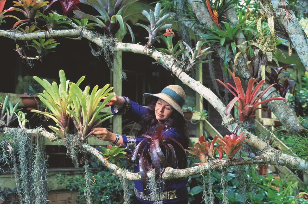 Person tending tree