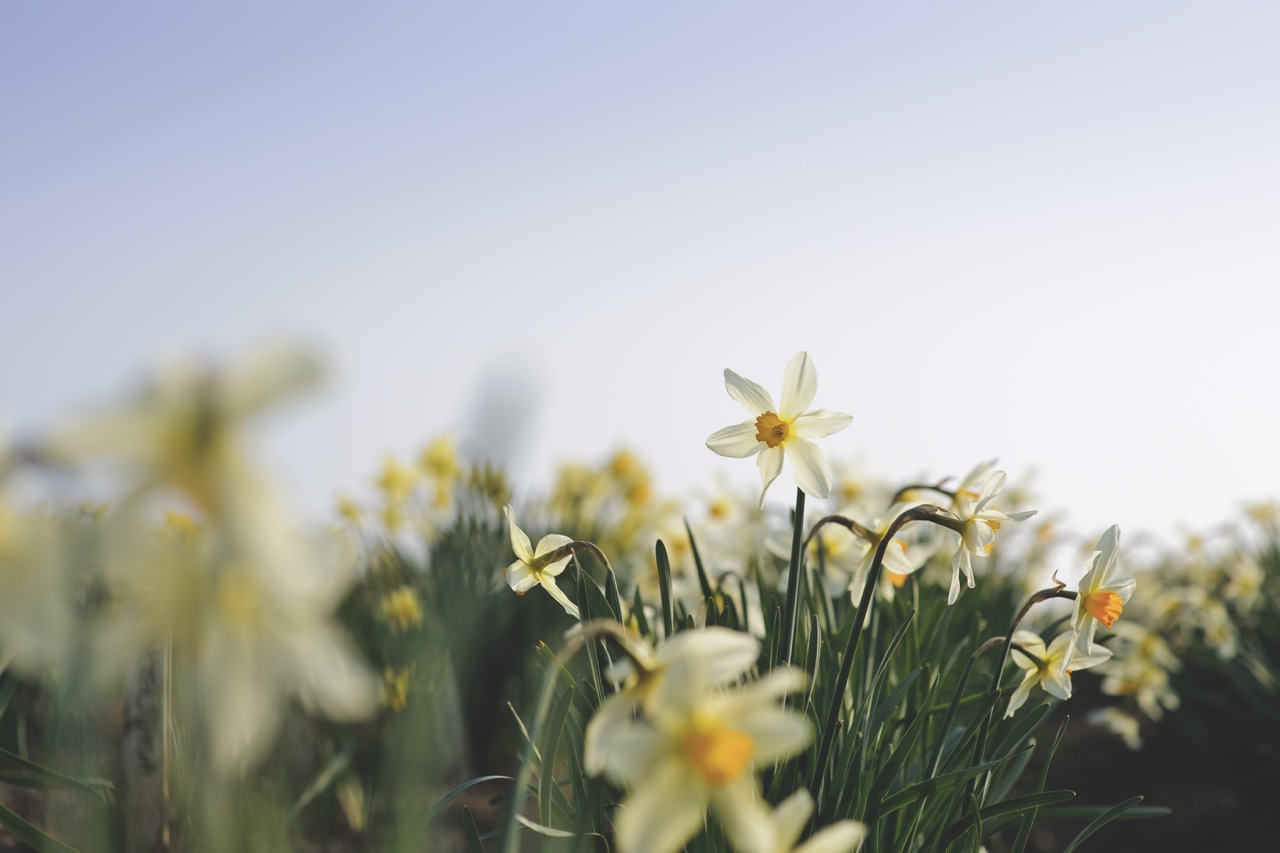 Narcissus 'Lucifer' Heritage Daffodils at Ron Scamp's Nursery