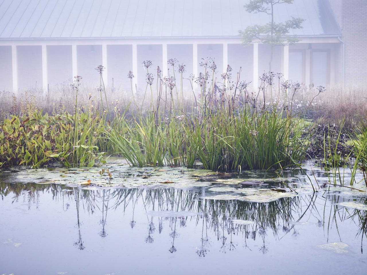 Pond and plants in Piet Oudolf Garden - Hauser & Wirth, Somerset