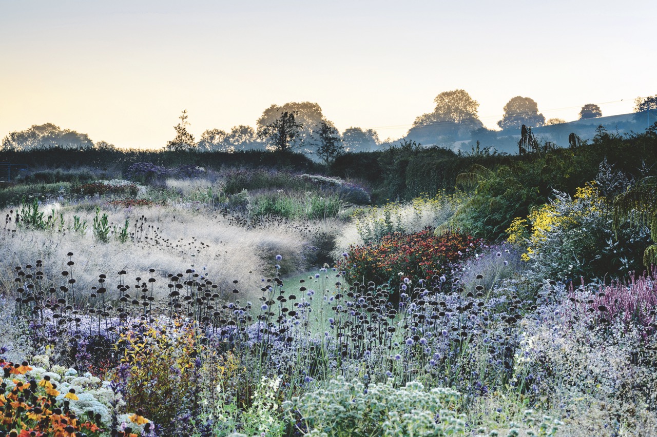 Dusky shot of a colourful meadow