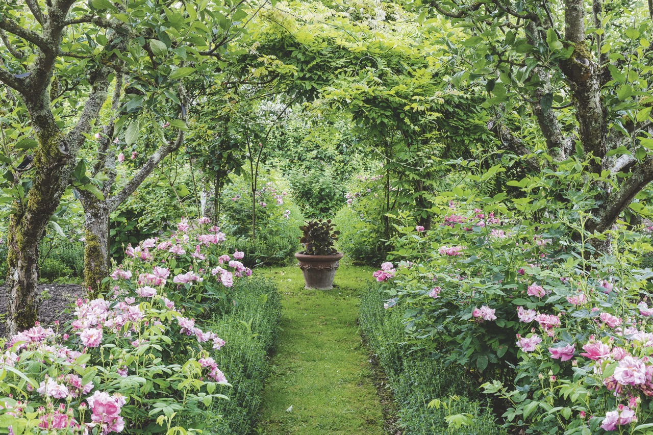 Rosa Mundi in The Kitchen Garden, Highgrove
