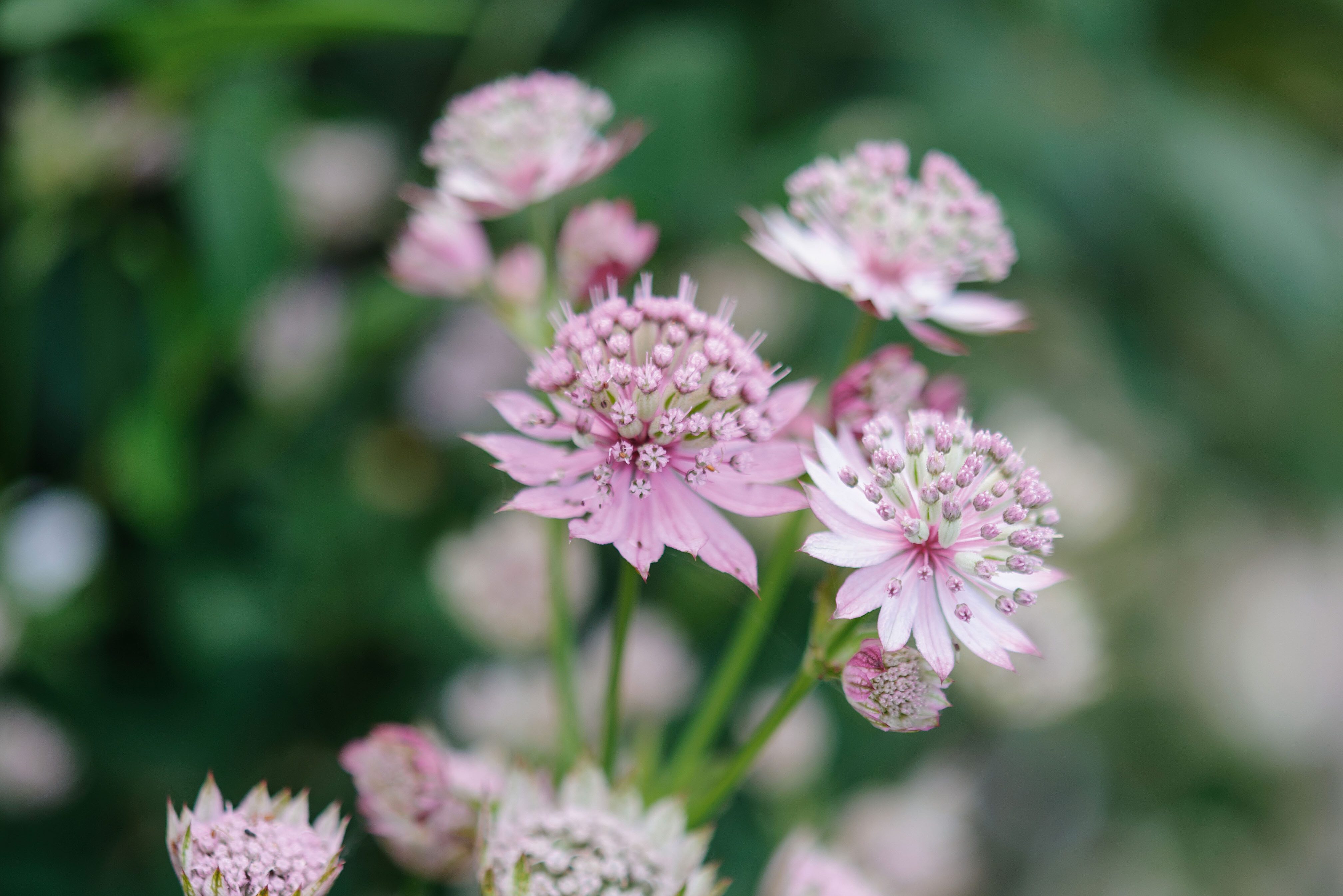 Astrantia major var. rosea