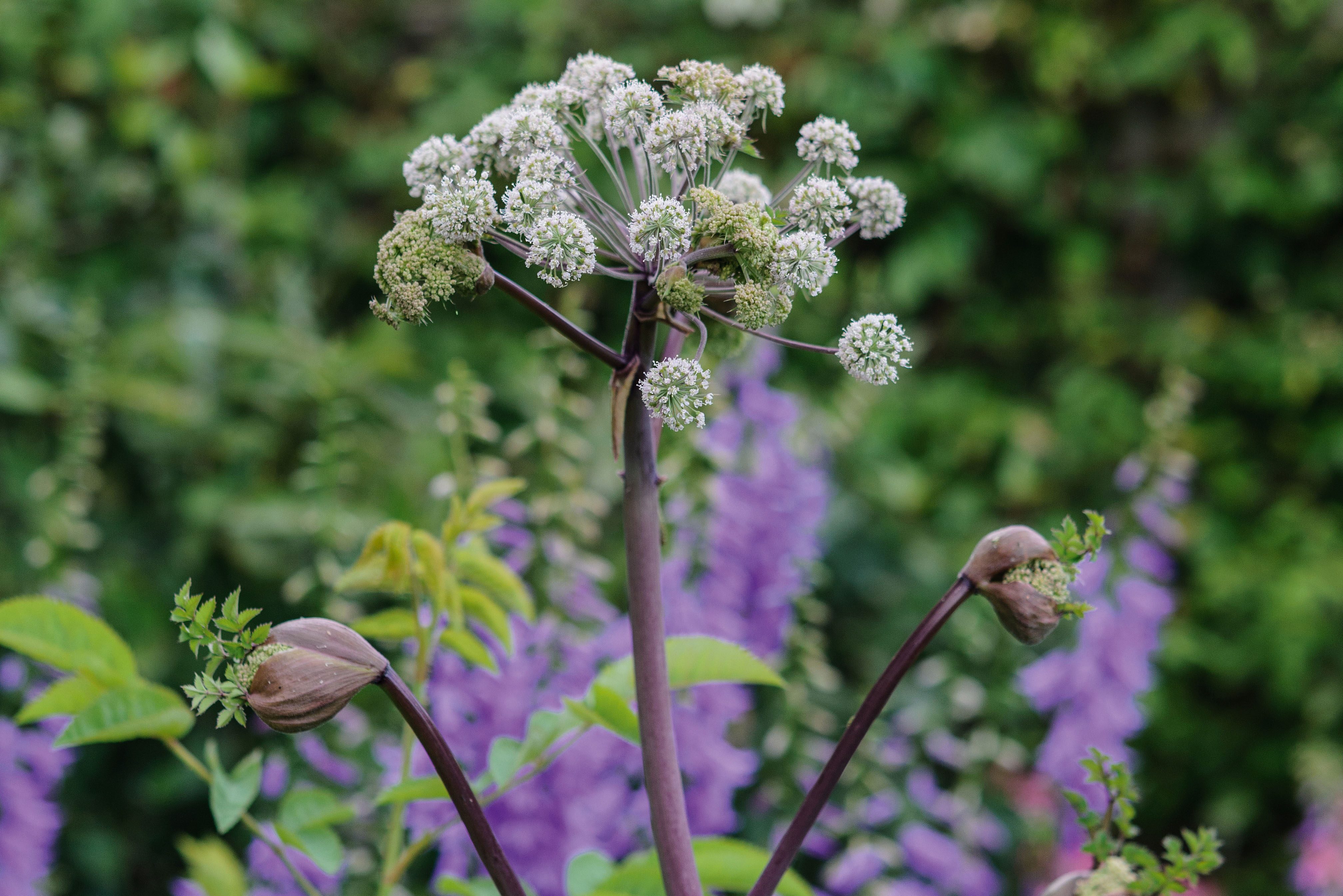 Angelica sylvestris ‘Vicar’s Mead’