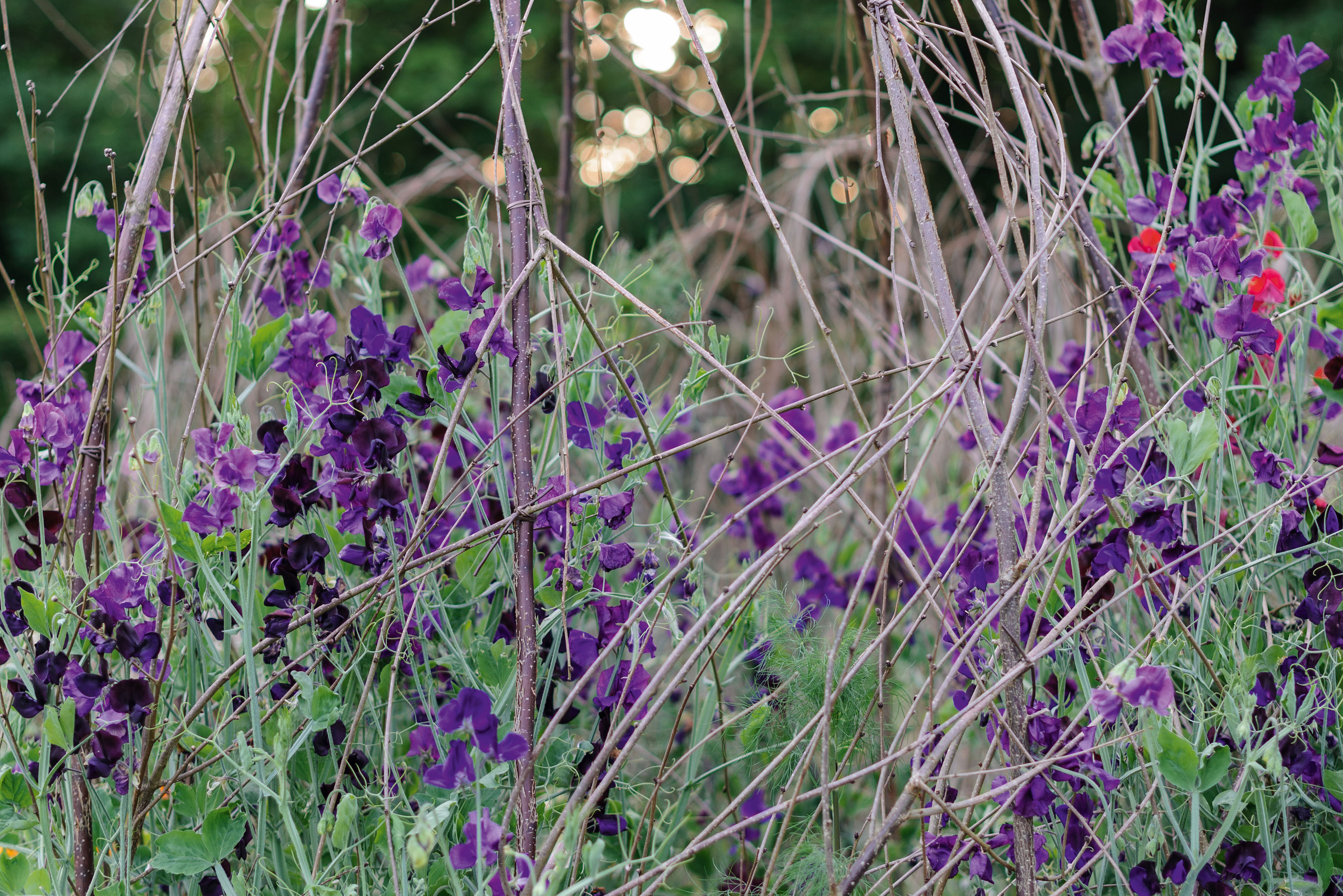 Lathyrus odoratus Royal Navy Blue
