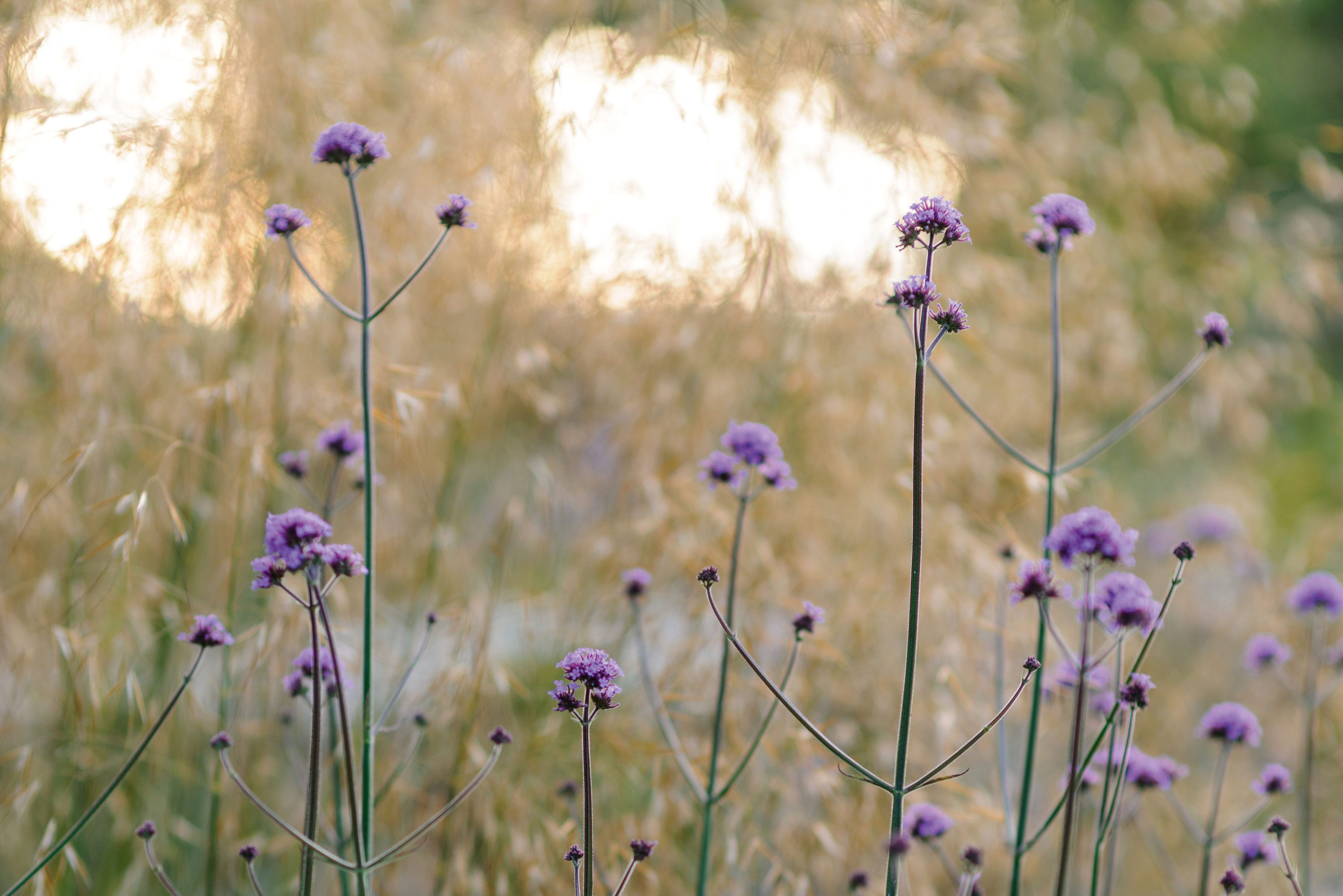 Verbena bonariensis