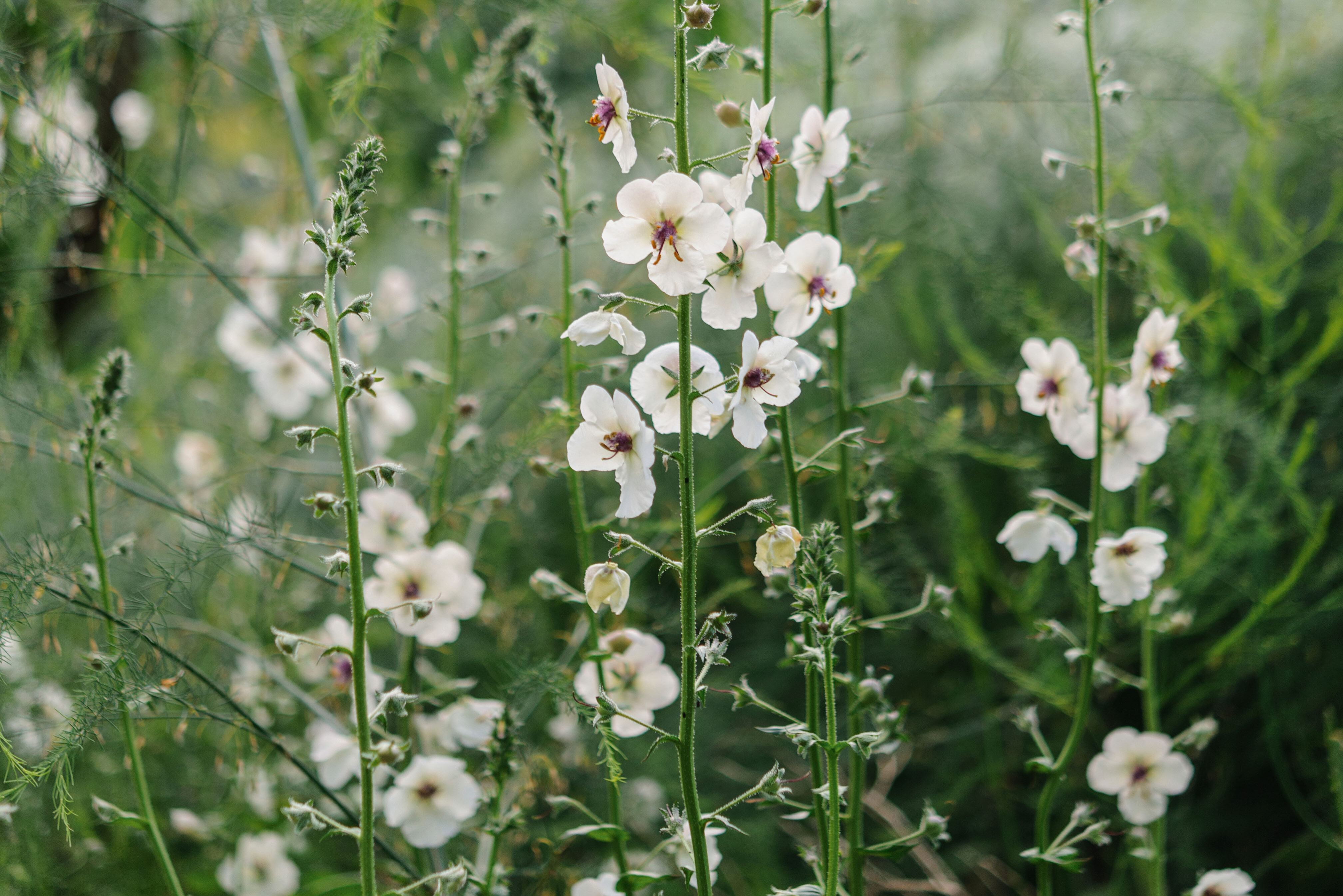 Verbascum blattaria f. albiflorum