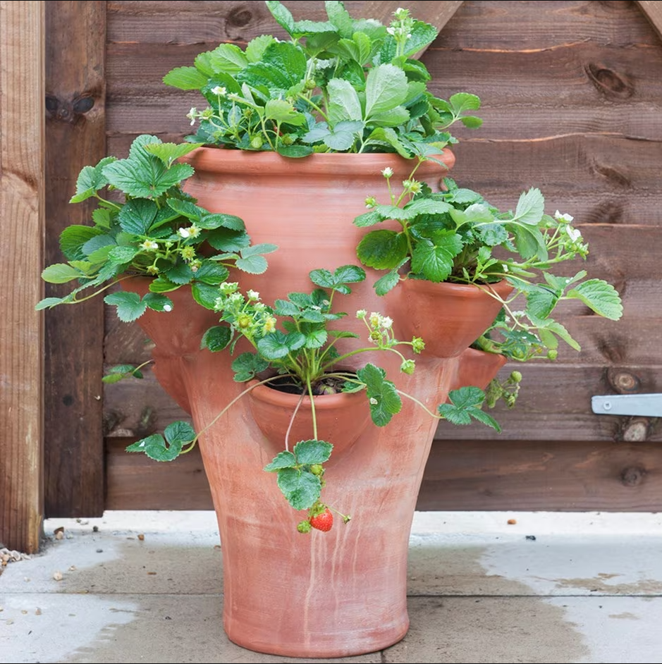 terracotta strawberry planter