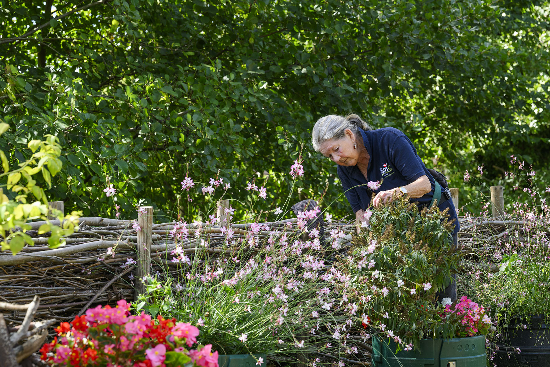 Woman working on RHS Stonehouse in Bloom