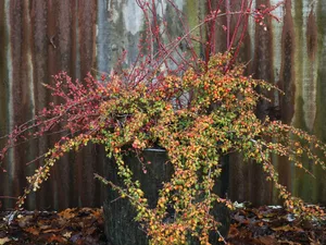 A warming winter pot using cornus alba and cotoneaster from Jo Thompson A warming winter pot using cornus alba and cotoneaster from Jo Thompson
