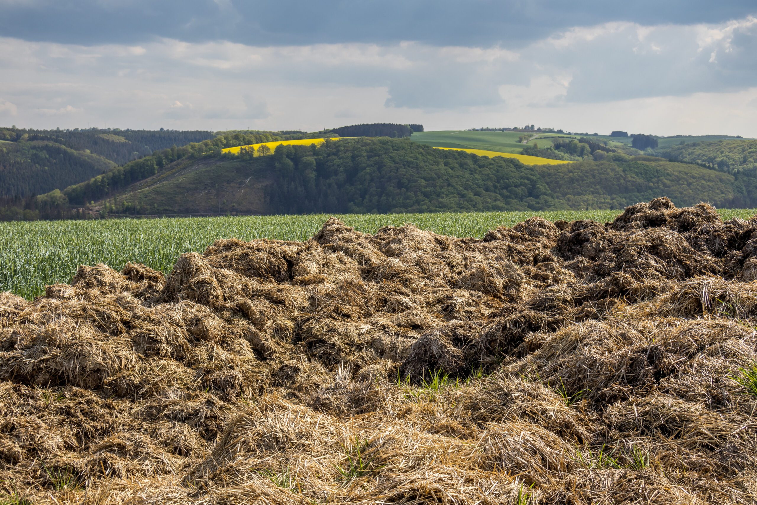 A big heap of manure in a field