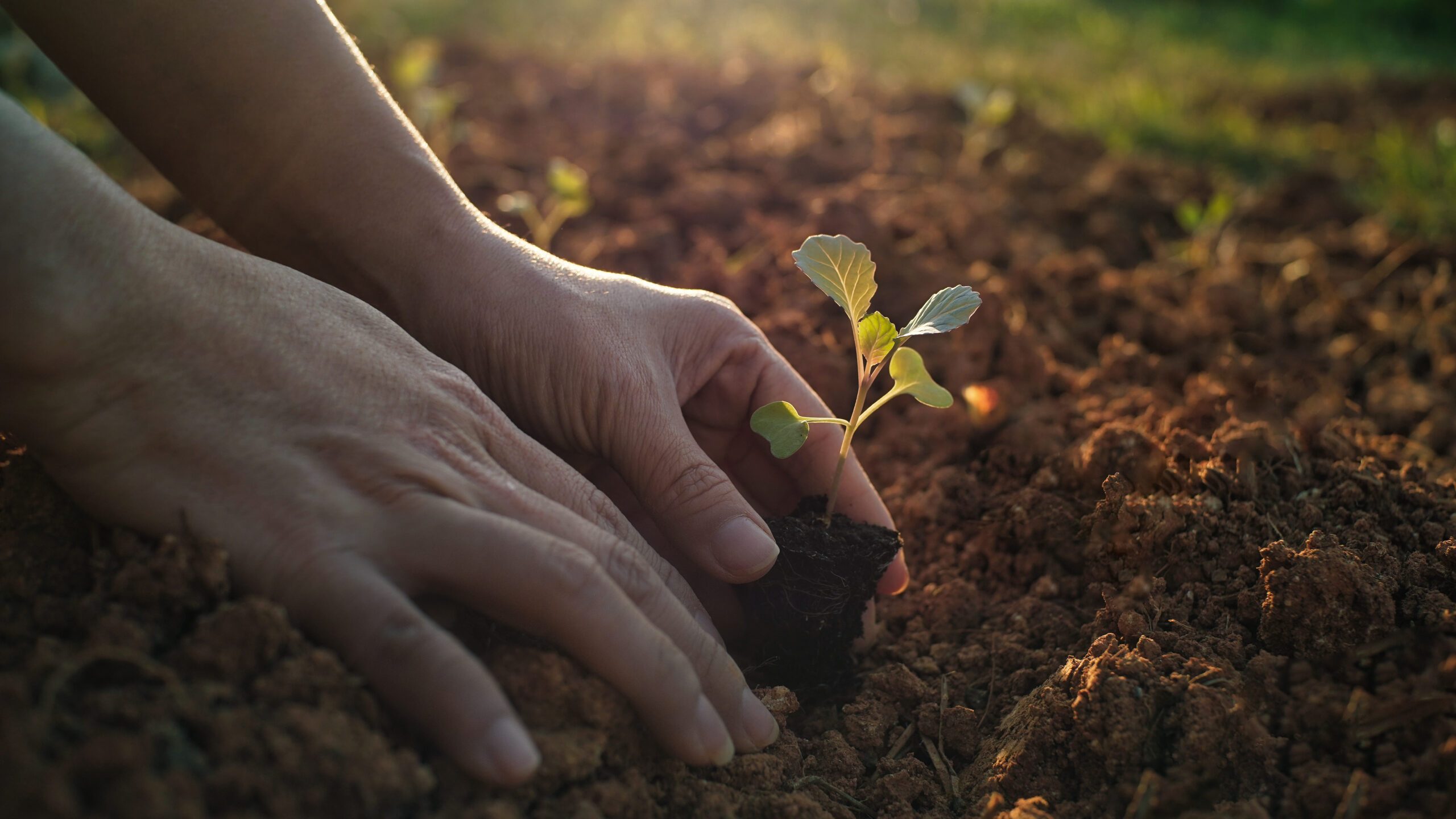A woman planting a small seed