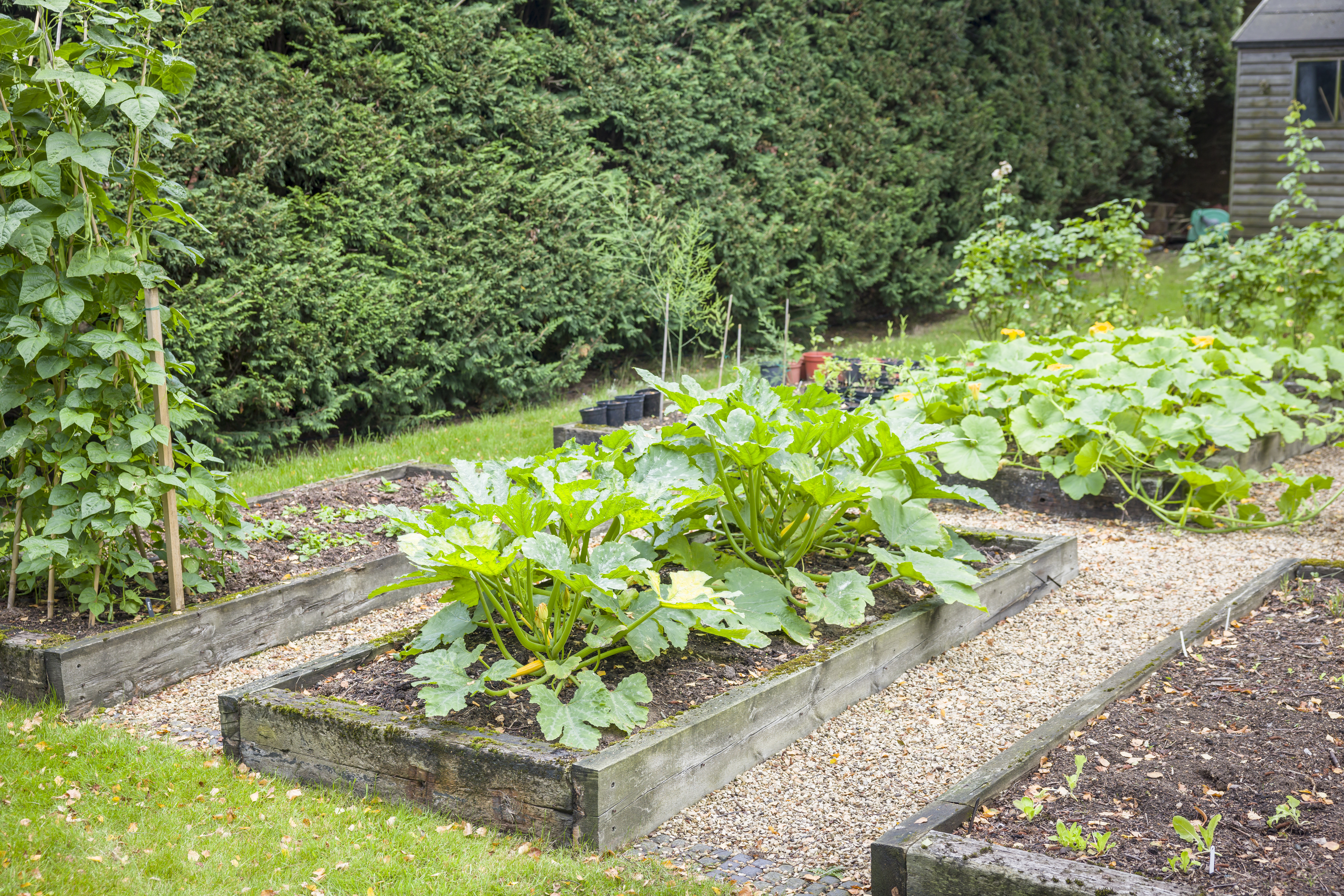 Raised beds aren't necessarily better to grow vegetables in