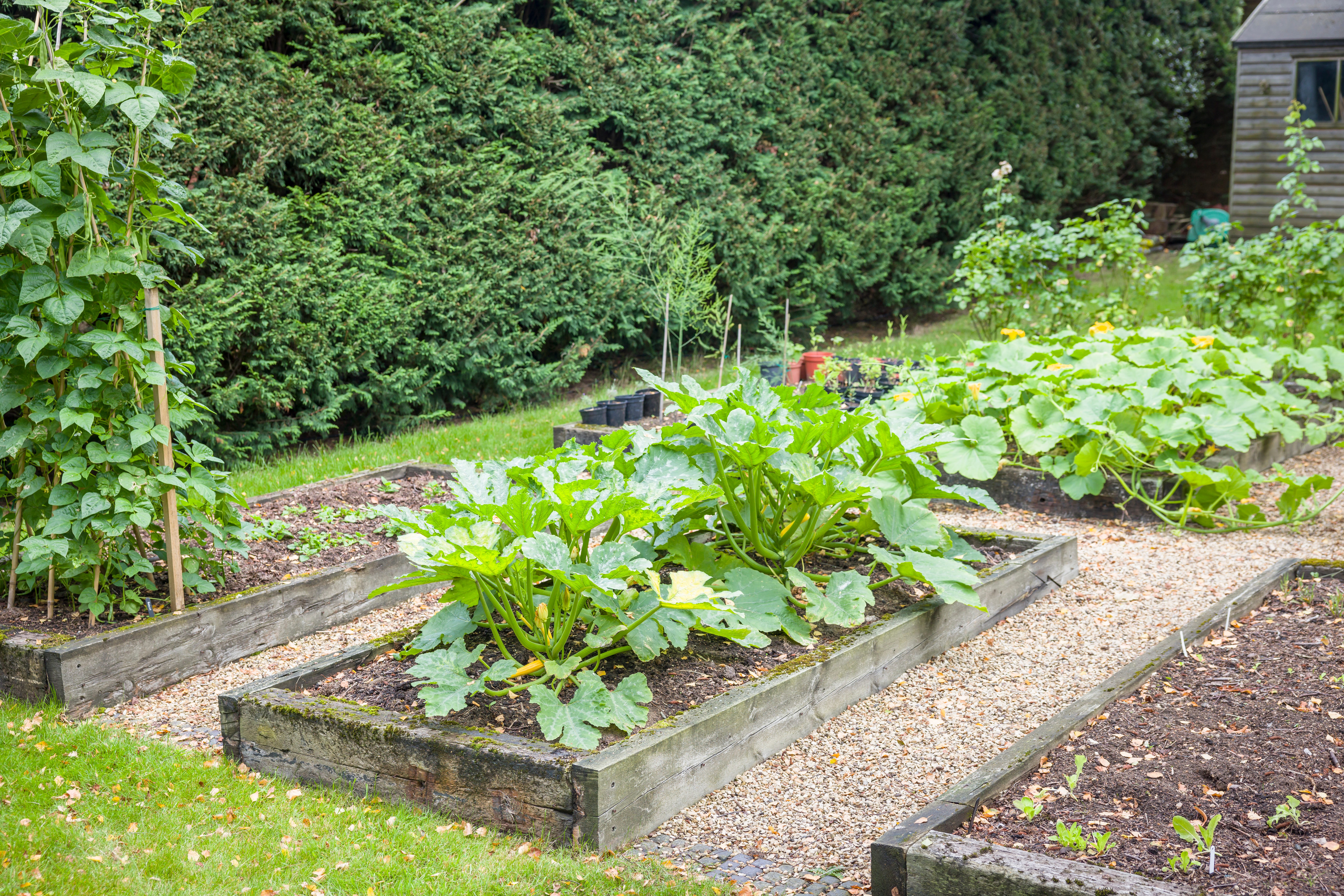 Raised beds aren't necessarily better to grow vegetables in