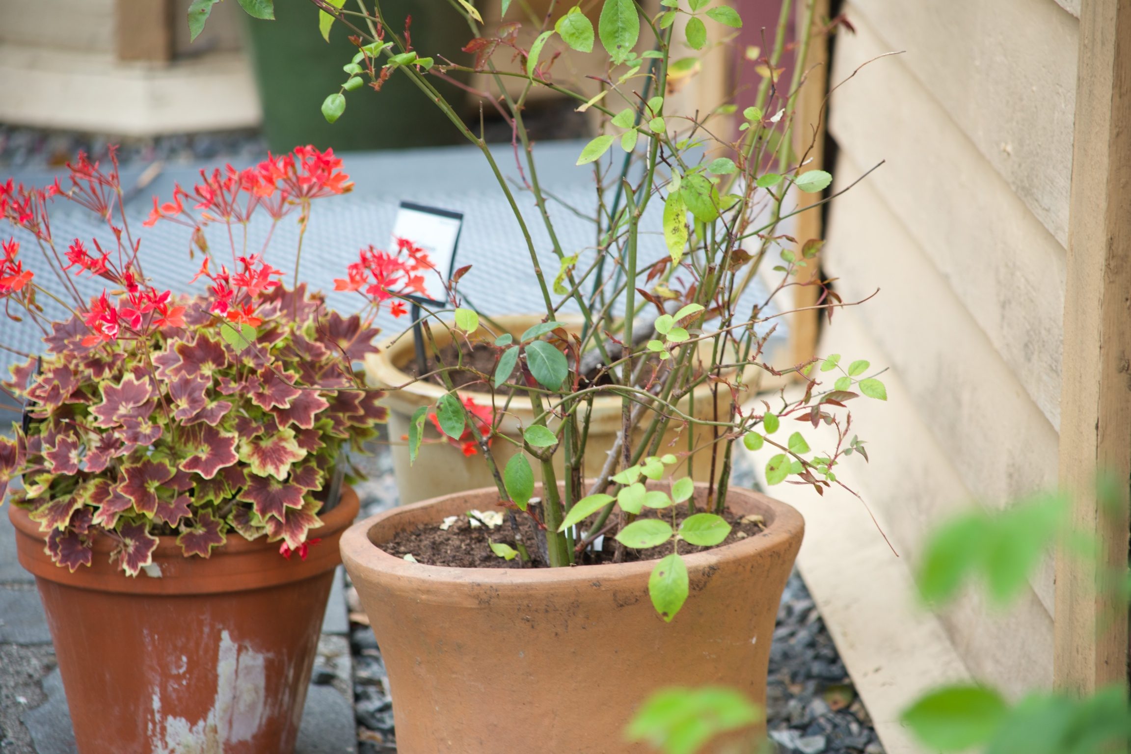 Growing plants in pots