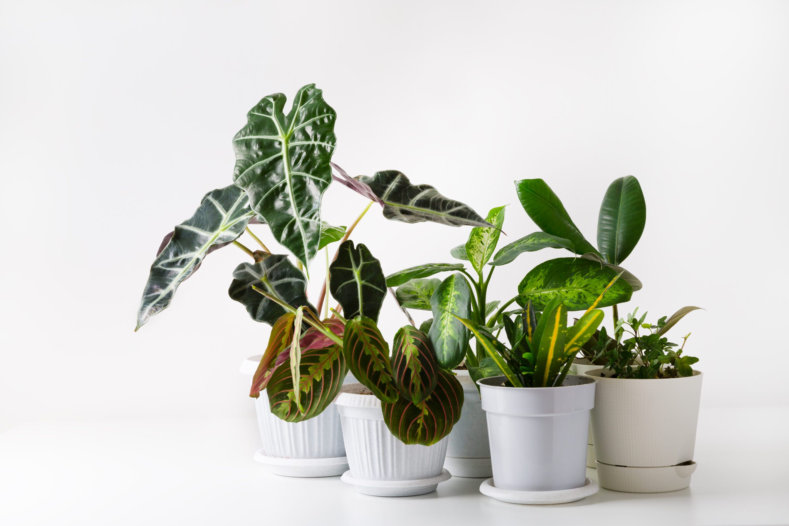 House plants in pots on a table