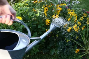 Watering plants Watering plants